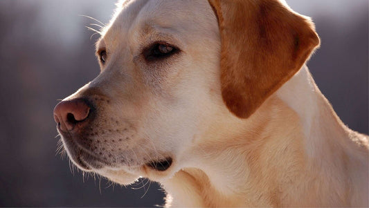 Vitamine zur Pflege von Haut und Fell bei Hunden