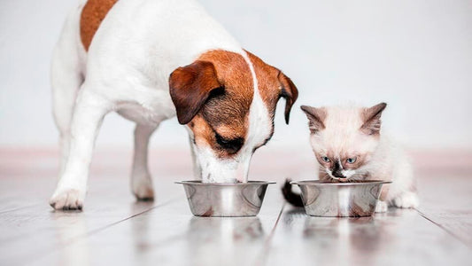 Warum sollten Nahrungsergänzungsmittel für Tiere keinen Weizen enthalten?