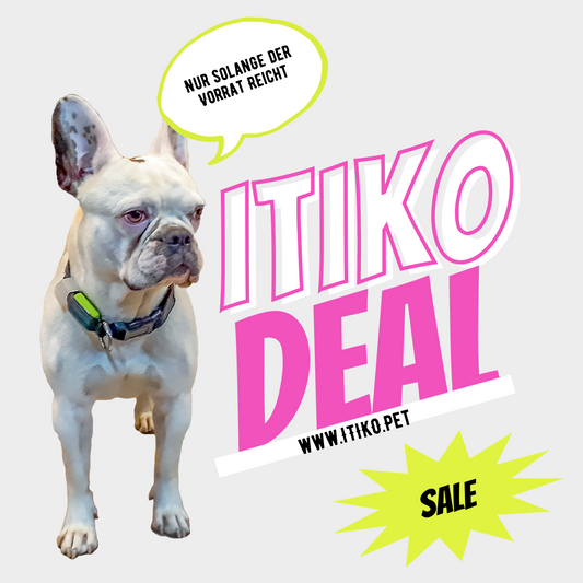 🌸🐶 Spare 30% auf den Monatstarif! 🐱🌸