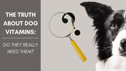 Die Wahrheit über Vitamine für Hunde: Brauchen sie sie wirklich?