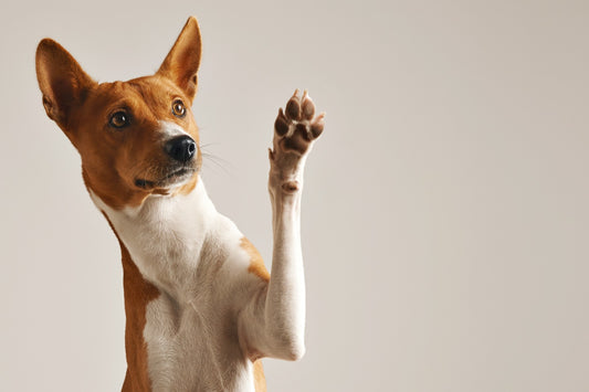 Du kannst Tausende von Euro an Tierarztrechnungen sparen und deinem Hund ein besseres Leben ermöglichen