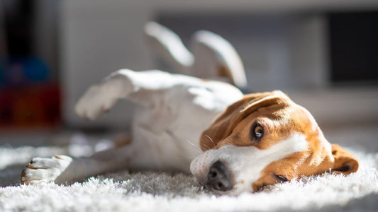 Fehlt es Ihrem Hund an Energie? So kann die Ernährung helfen