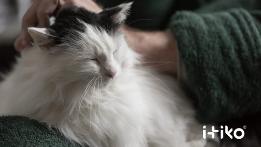 Wenn Sie die Bedürfnisse Ihrer älteren Katze ignorieren, riskieren Sie ihr Leben