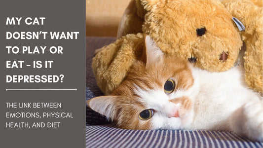 Meine Katze will nicht spielen oder fressen – ist sie depressiv?
