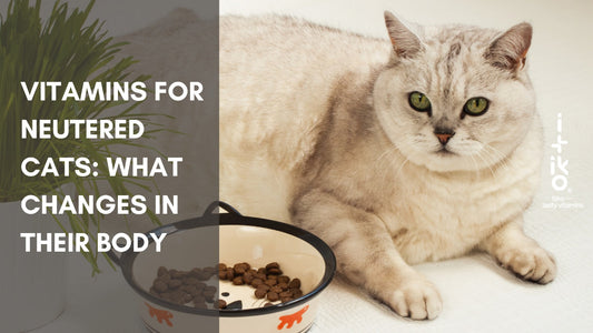 Vitamine für kastrierte Katzen: Was sich im Körper verändert