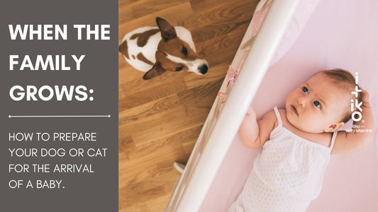 Wenn die Familie wächst: So bereitest du deinen Hund oder deine Katze auf die Ankunft eines Babys vor