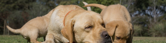 Pfotenerkrankungen bei Hunden