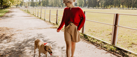 Hundetraining: Futter vs. Spielzeug - welche Belohnung eignet sich für Hunde besonders?