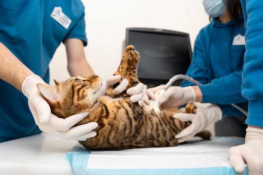 TOP 5 Katzenrassen mit ihren Gesundheitsproblemen und deren Lösung