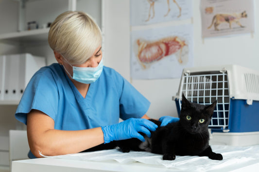 Die Top 5 der angesagtesten Katzenrassen und ihre charakteristischen Gesundheitsanforderungen