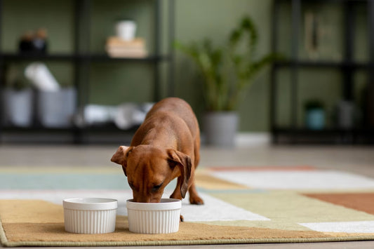Gesundes Tierfutter für unsere Hunde und Katzen