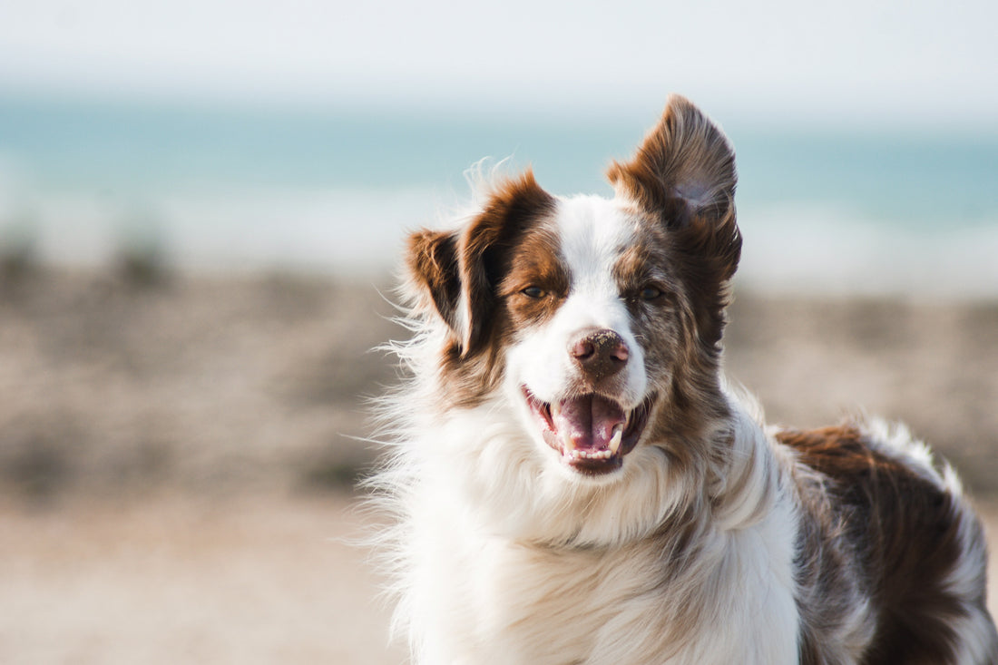 Krallen schneiden beim Hund - So geht's!