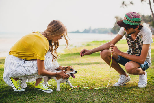Trainingsmöglichkeiten und Aktivitäten für Hund und Katze