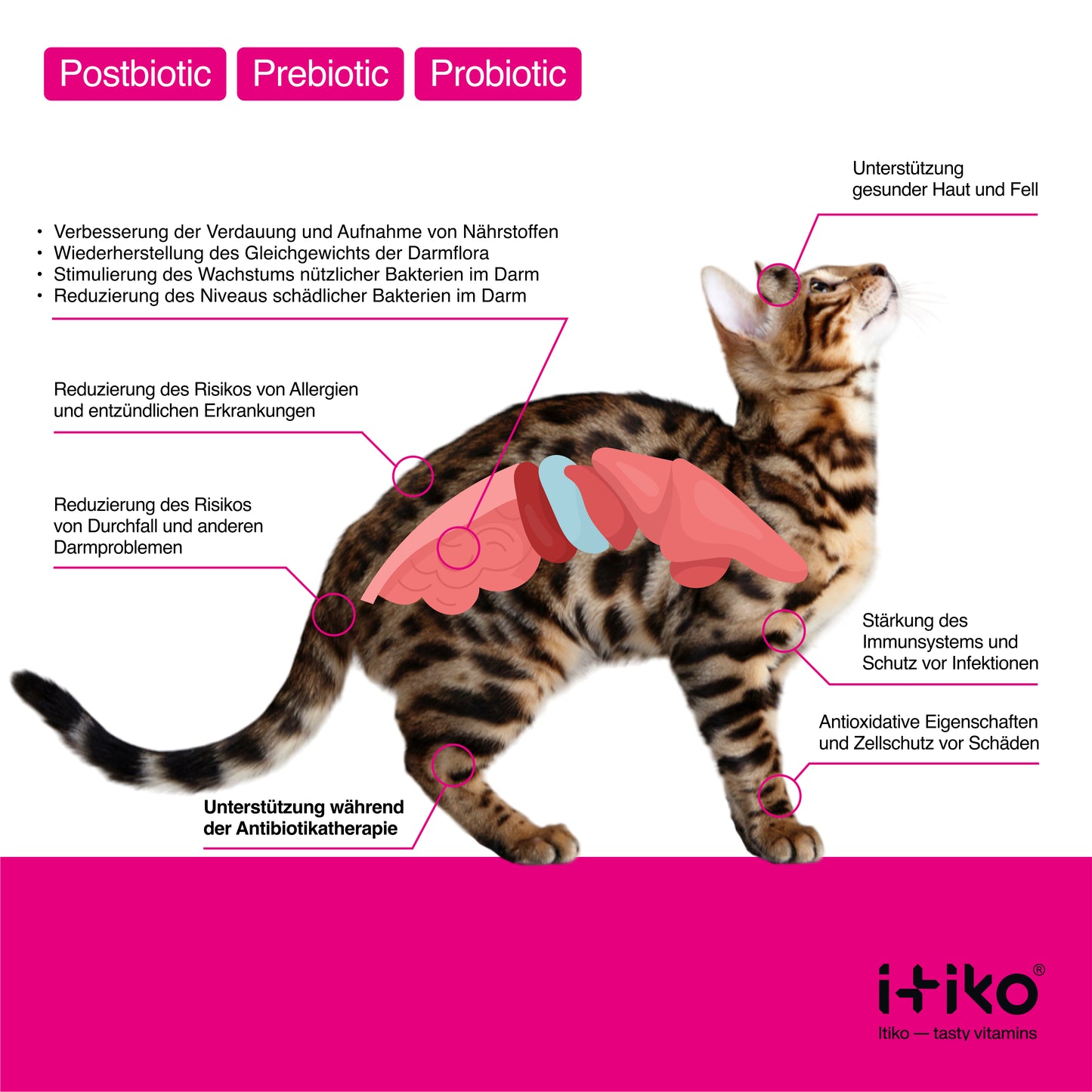 Vitamine für Katzen "Verdauung"