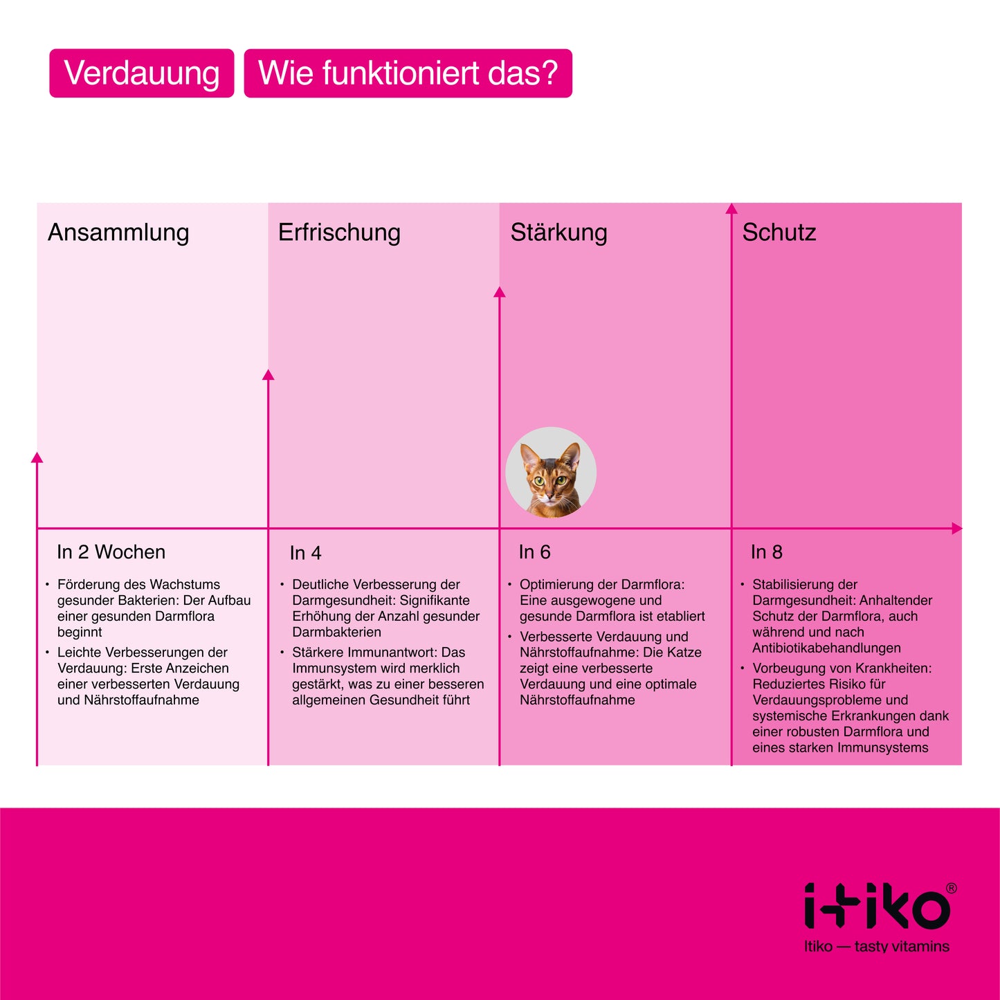 Vitamine für Katzen "Verdauung"