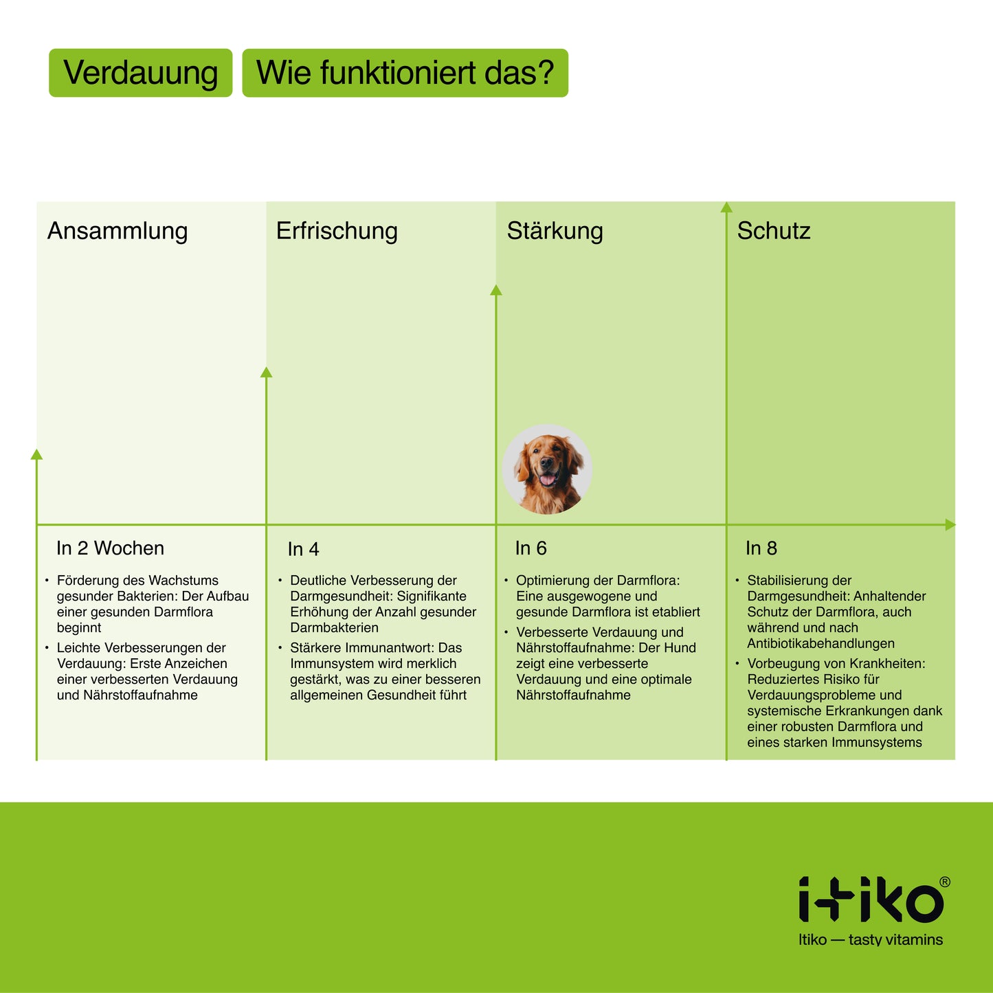 Vitamine für Hunde "Verdauung"