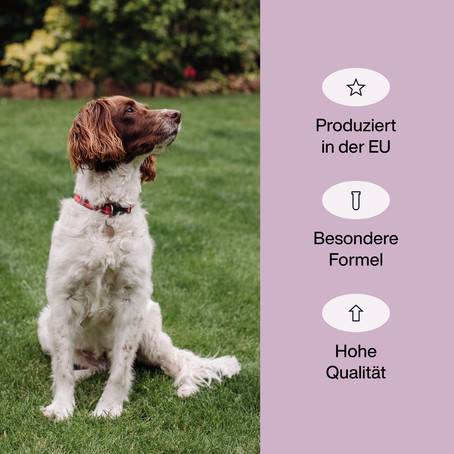 Vitamine für Hunde "Antiparasitärer Snack"