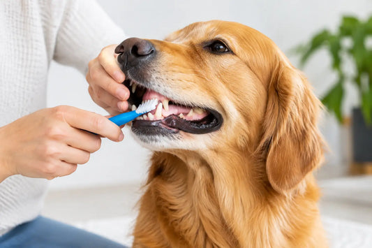 Zahnfleisch beim Hund pflegen - Entzündungen vorbeugen