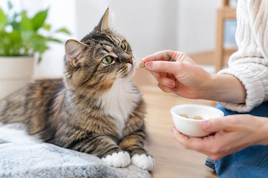 Katze an Supplemente gewöhnen ohne Stress