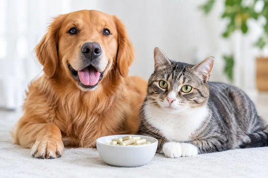 Wie lange wirken Probiotika bei Hund und Katze?