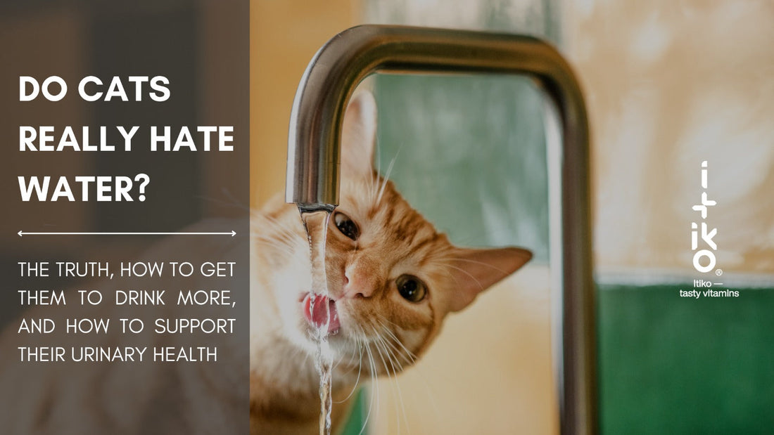 Hassen Katzen wirklich Wasser? Die Wahrheit, wie du sie zum Trinken animierst und wie du ihre Harnwegsgesundheit unterstützt