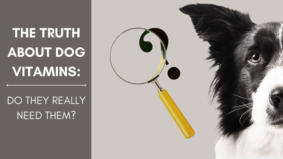 Die Wahrheit über Vitamine für Hunde: Brauchen sie sie wirklich?