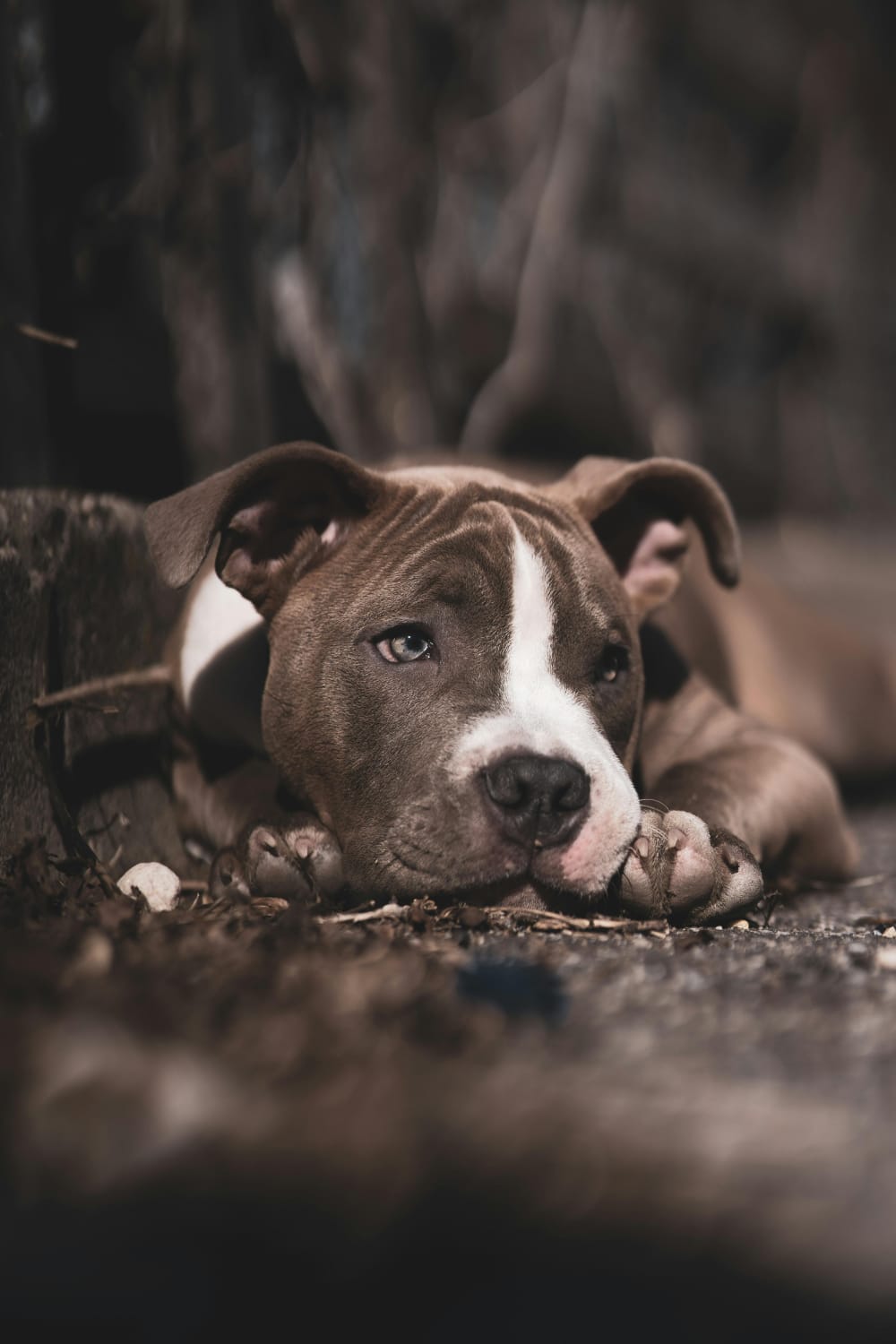 Schon Vom American Bully Gehört? Finden Sie Heraus, Was Sie Besonders Macht