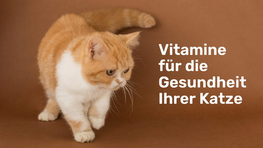 Warum Vitamine für die Gesundheit Ihrer Katze unverzichtbar sind