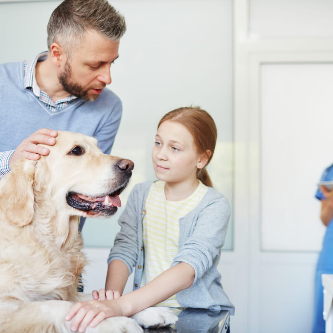 Fehlen Ihrem Hund wichtige Vitamine? Was Sie für seine Gesundheit wissen müssen