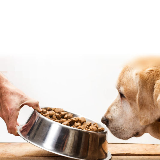 Hund frisst nicht: Was tun, wenn Ihr Hund nicht essen will?