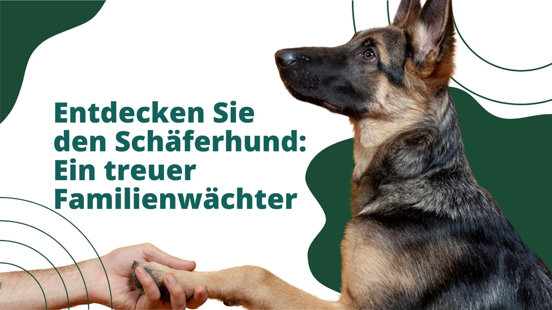 Der Deutsche Schäferhund: Ist dieser treue Begleiter der Richtige für Sie?