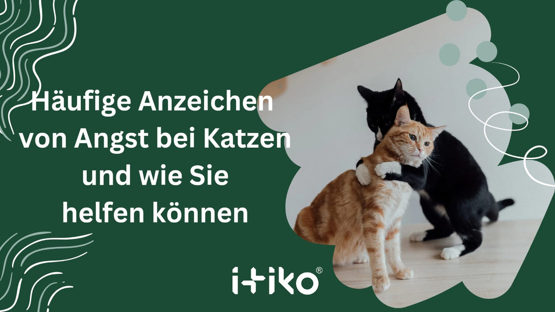 Häufige Anzeichen von Angst bei Katzen und wie Sie helfen können