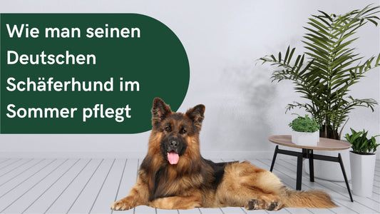 Wie Sie Ihren Deutschen Schäferhund im Sommer Kühl Halten