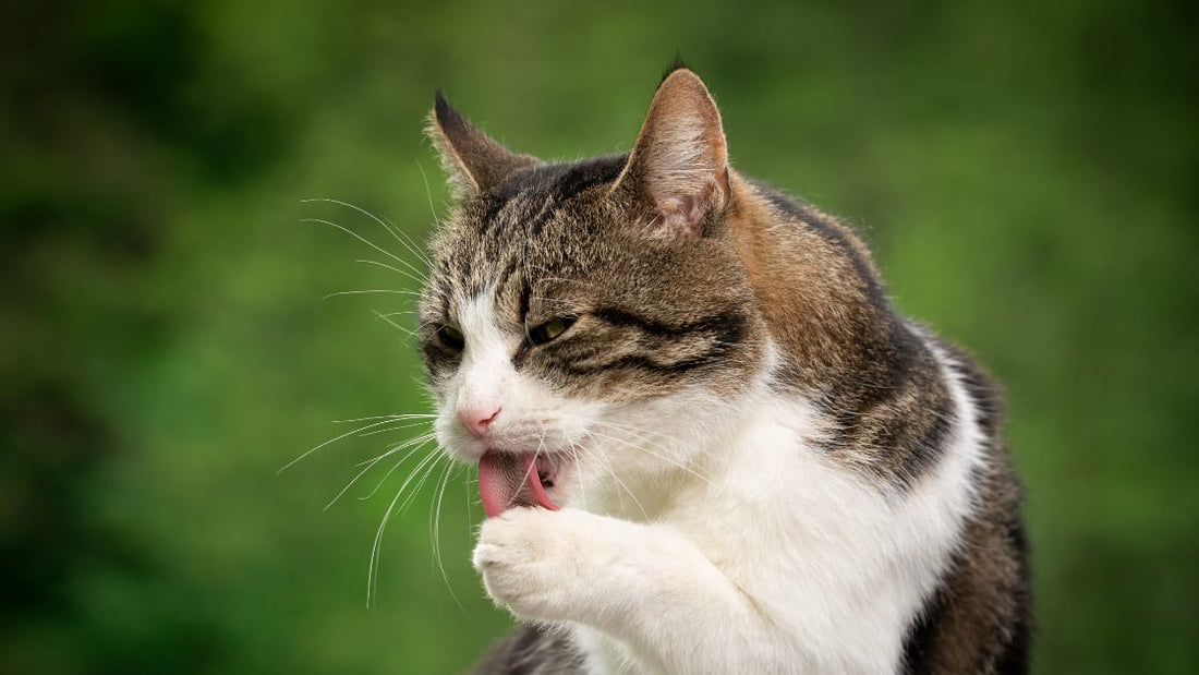 Warum leckt Ihre Katze so viel? Was Sie wissen müssen