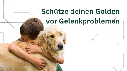 Vorbeugung von Arthritis bei Golden Retrievern: Tipps für langfristige Gelenkgesundheit