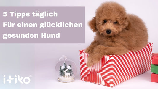 5 tägliche Gewohnheiten für einen glücklicheren und gesünderen Hund