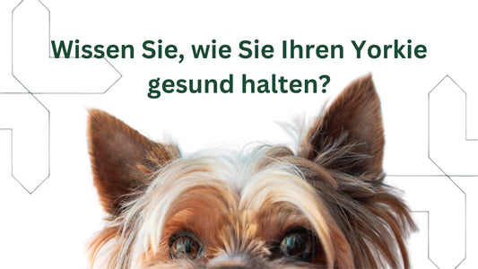 Yorkshire Terrier: Ernährung, Winterpflege und emotionales Wohlbefinden