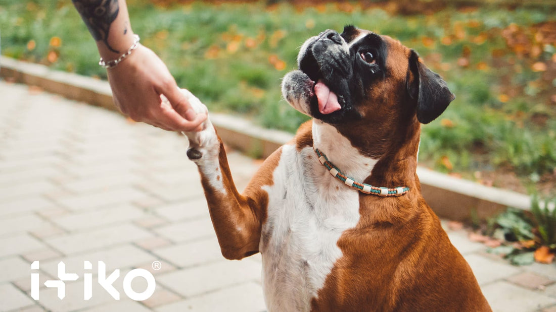 Gelenkschmerzen bei Hunden verstehen und lindern