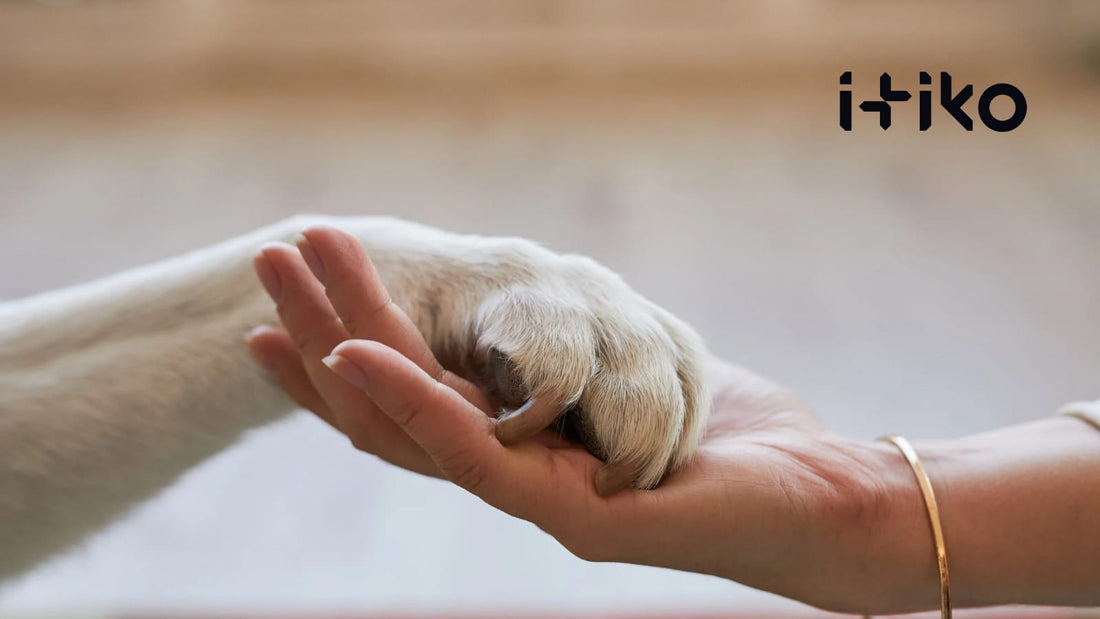 Wie Hunde die psychische Gesundheit ihrer Besitzer verbessern