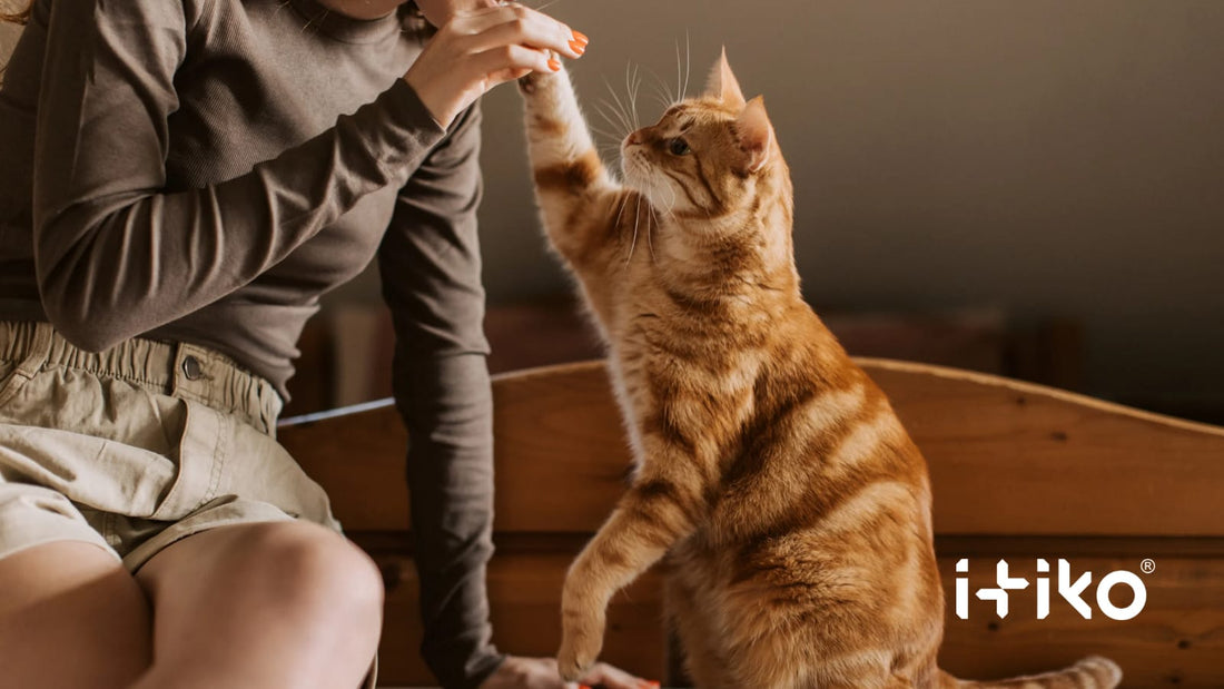 Häufige Verdauungsprobleme bei Katzen und wie man sie löst