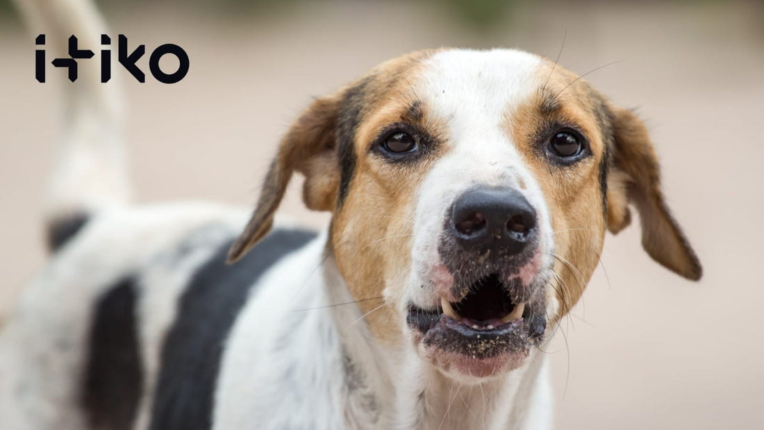 Dein Hund könnte in Gefahr sein! Erkenne Krankheitszeichen, bevor es zu spät ist