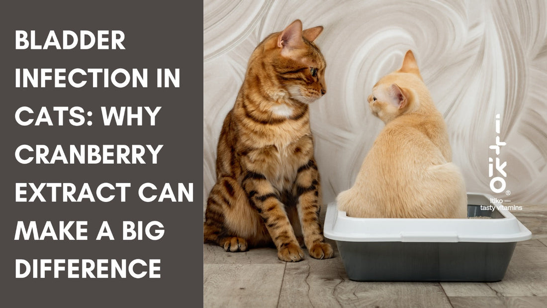 Blasenentzündung bei Katzen: Warum Cranberry-Extrakt so wichtig sein kann