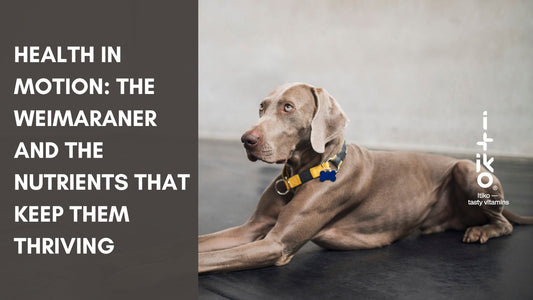 Gesundheit in Bewegung: Der Weimaraner und die Nährstoffe, die ihn stark machen