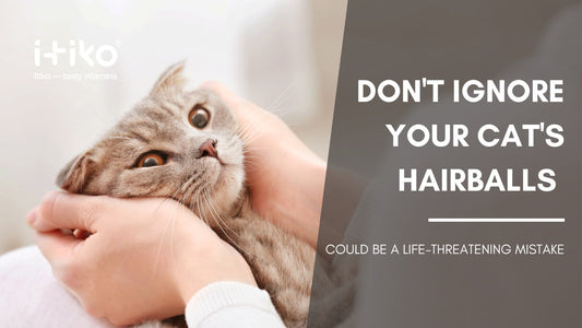 Warum das Ignorieren der Haarbälle Ihrer Katze ein lebensbedrohlicher Fehler sein könnte