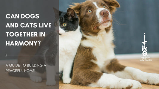 Können Hunde und Katzen harmonisch zusammenleben? Ein Leitfaden für ein friedliches Zuhause