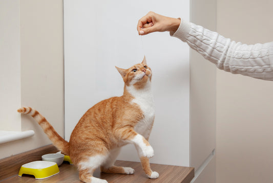 Belohnung für Katzen: Futter vs. Spiel - was motiviert mehr?