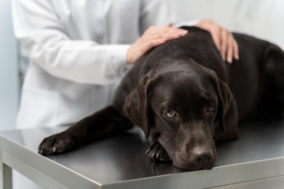 5 beliebte Hunderassen und ihre Gesundheitsprobleme