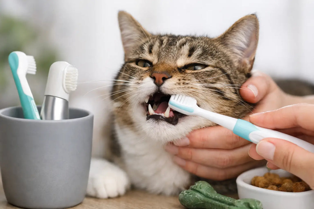 Zahnpflege Katze: So bleibt ihr Maul gesund