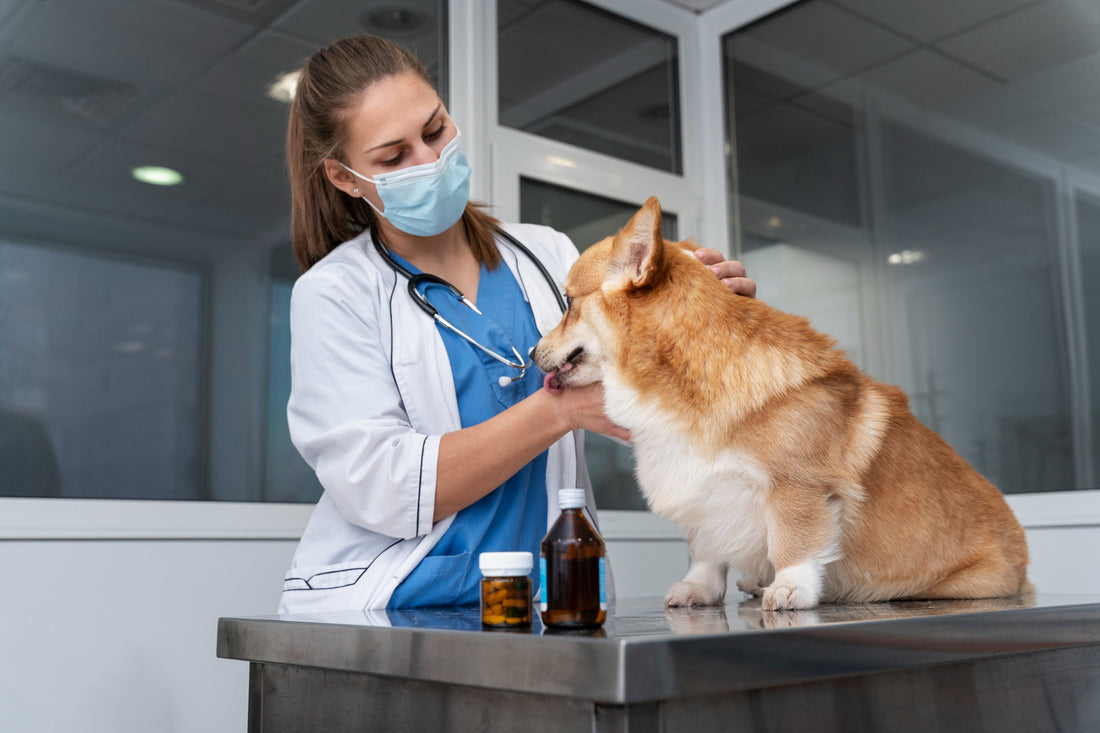 Vorbeugen statt behandeln: Zahnhygiene und Parasitenprophylaxe für erwachsene Hunde und Katze