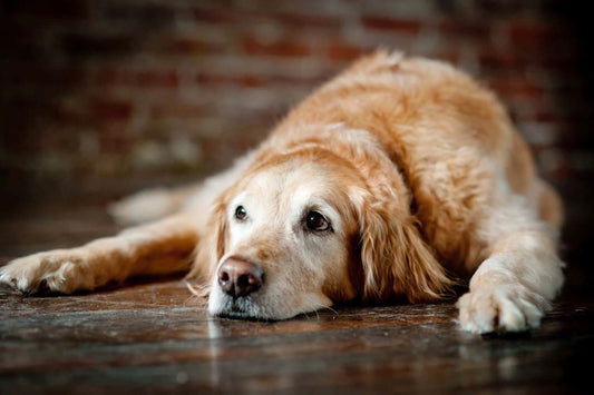 Ernährung älterer Hunde - Vitamine und Antioxidantien
